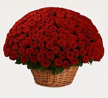 Премиум букет из: Розы в Навле